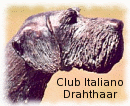 Club Italiano Drahthaar